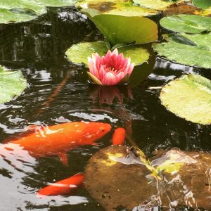 goldfish pond