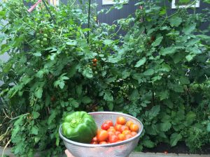 Tomato plants in the Senzaki garden